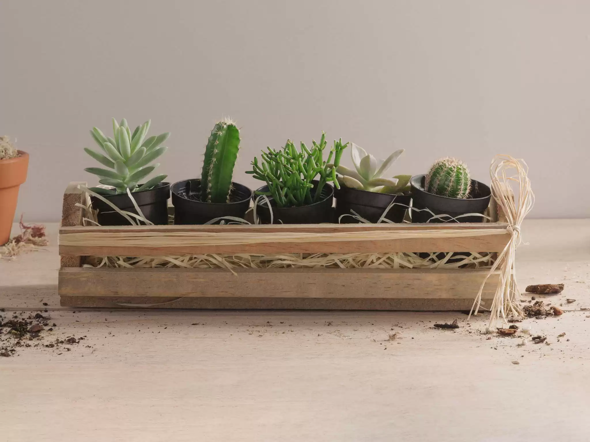 Vaso de Cactos e Suculentas